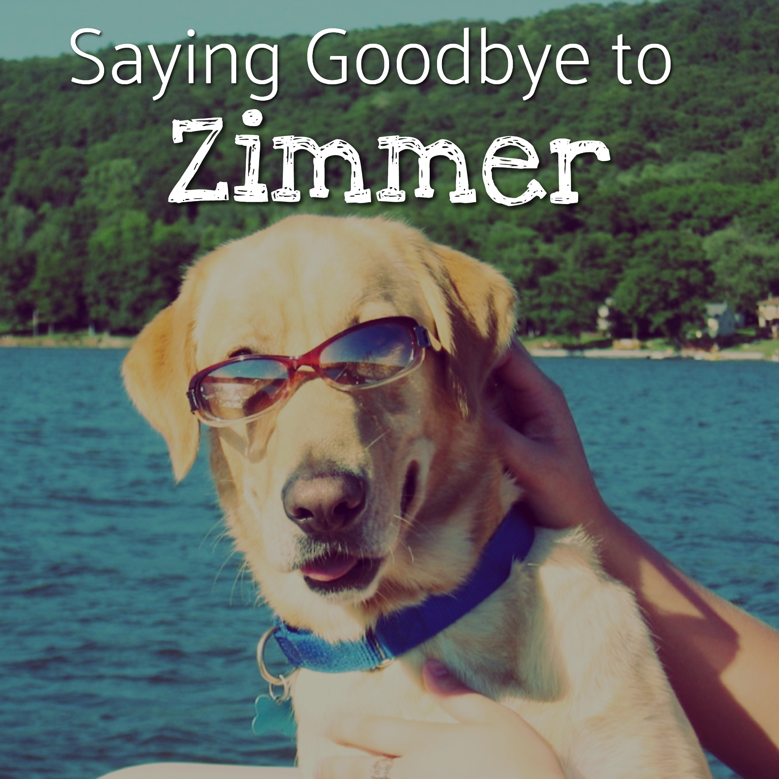 BDP021: Saying Goodbye to Zimmer: When You Don't Know What's Wrong With Your Dog