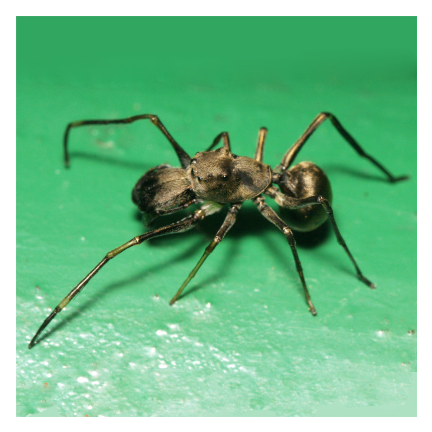The Godd Mother Spider