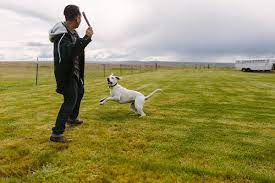 Vermont Dog Trainer Show
