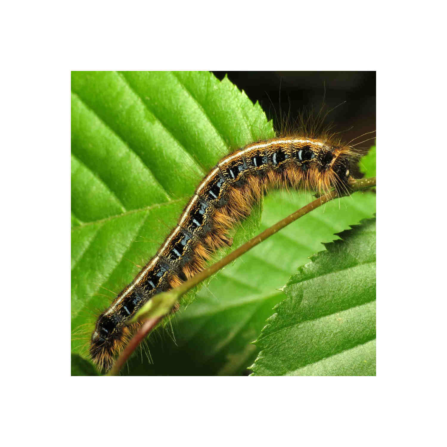 Smart Trees and Clever Bugs