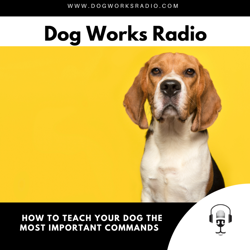 How to Teach Your Dog the Most Important Dog Commands