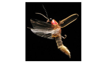The Efficient Firefly