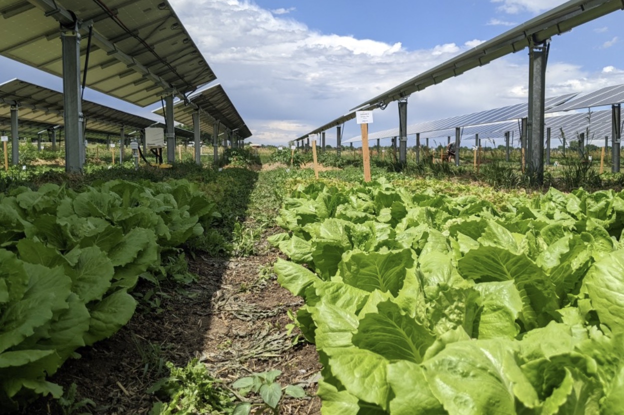 Throwing Shade: Some crops thrive under solar panels