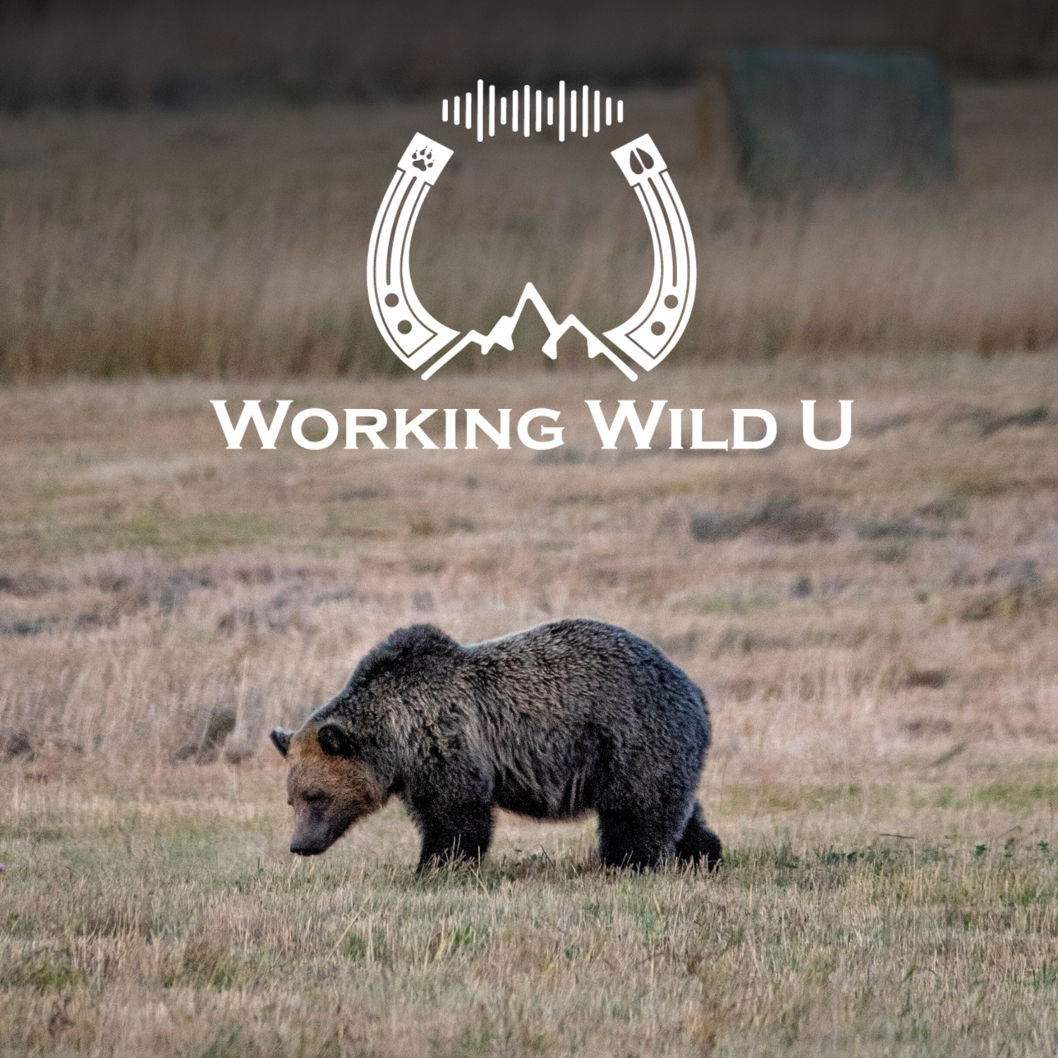 Bonus | Grizzly Bears and the Endangered Species Act: What’s Changing?