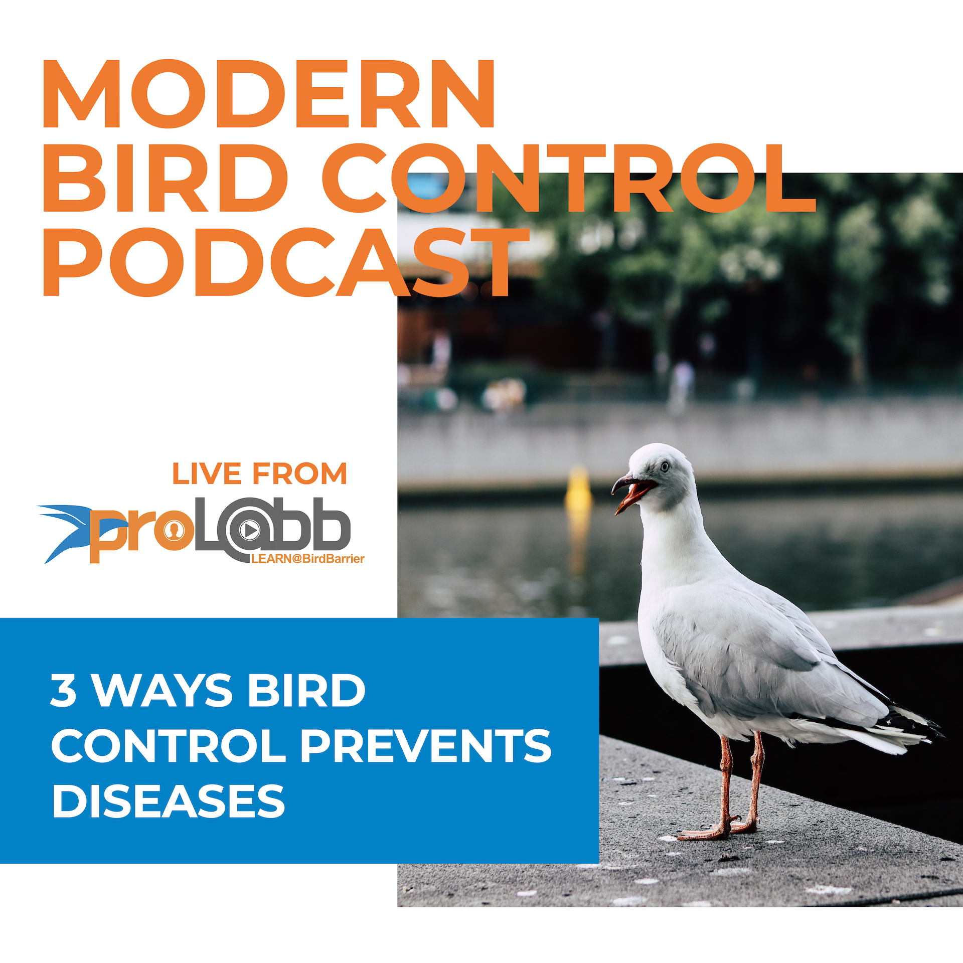 Episode: 3 Ways Bird Control Prevents Disease