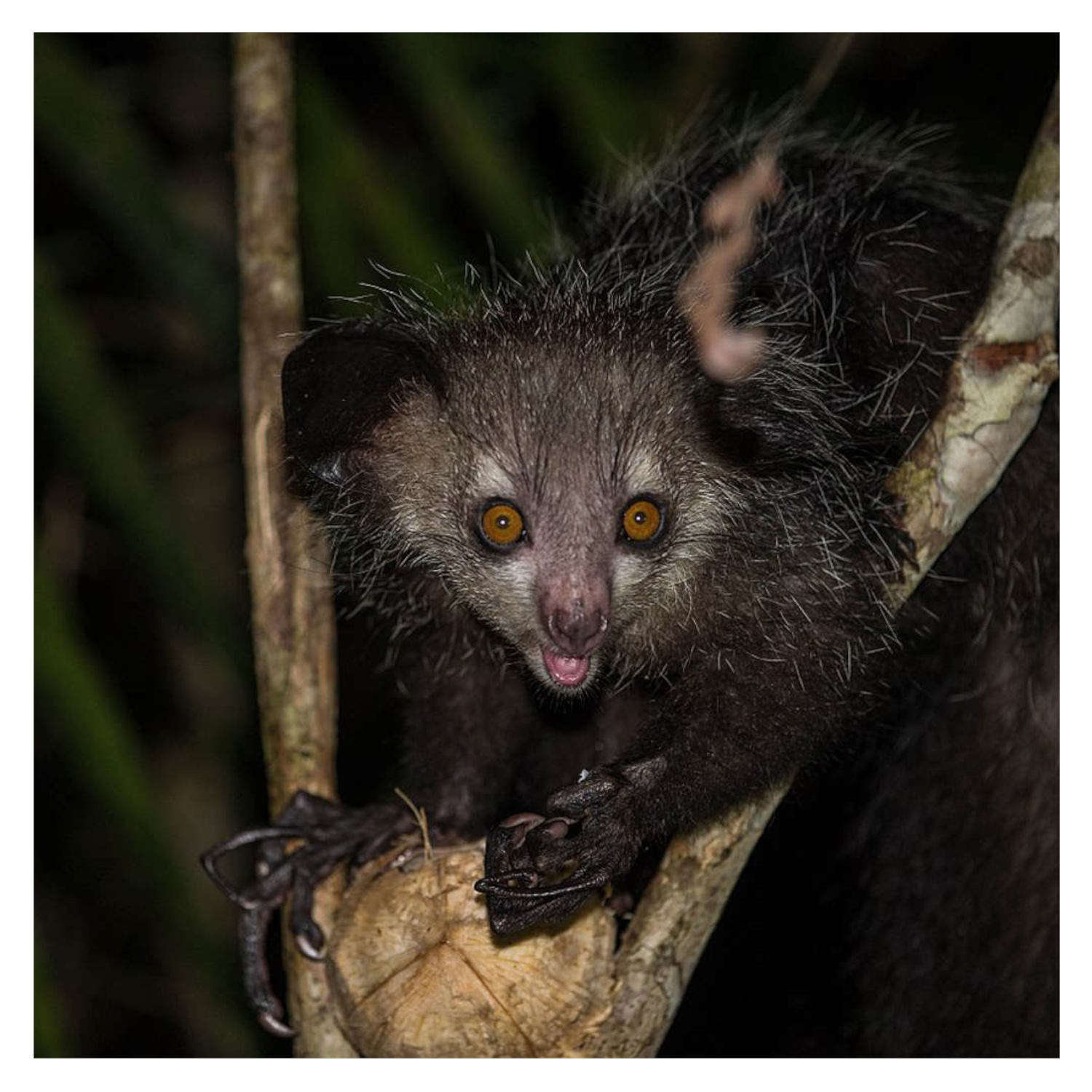 How the Aye-Aye Taps into Lunch
