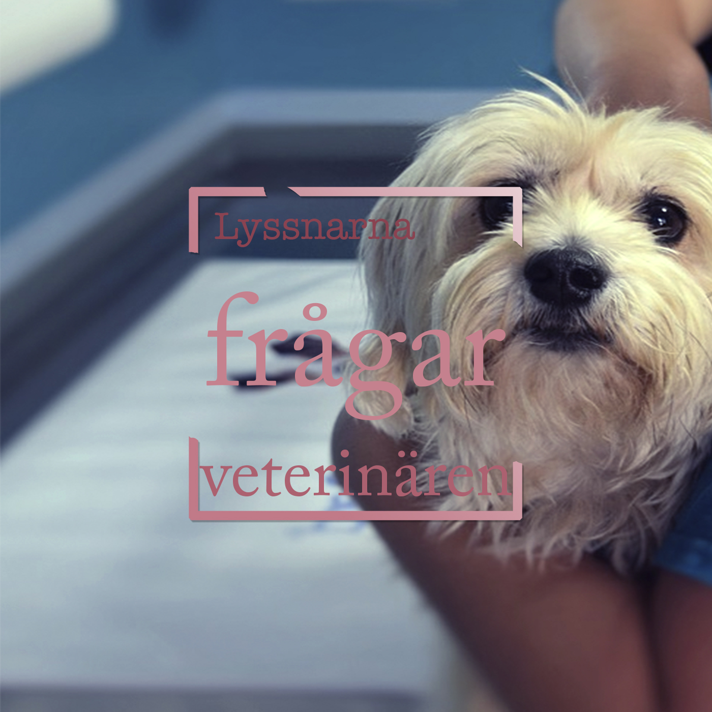 Hundpodden Vår Bästa Vän