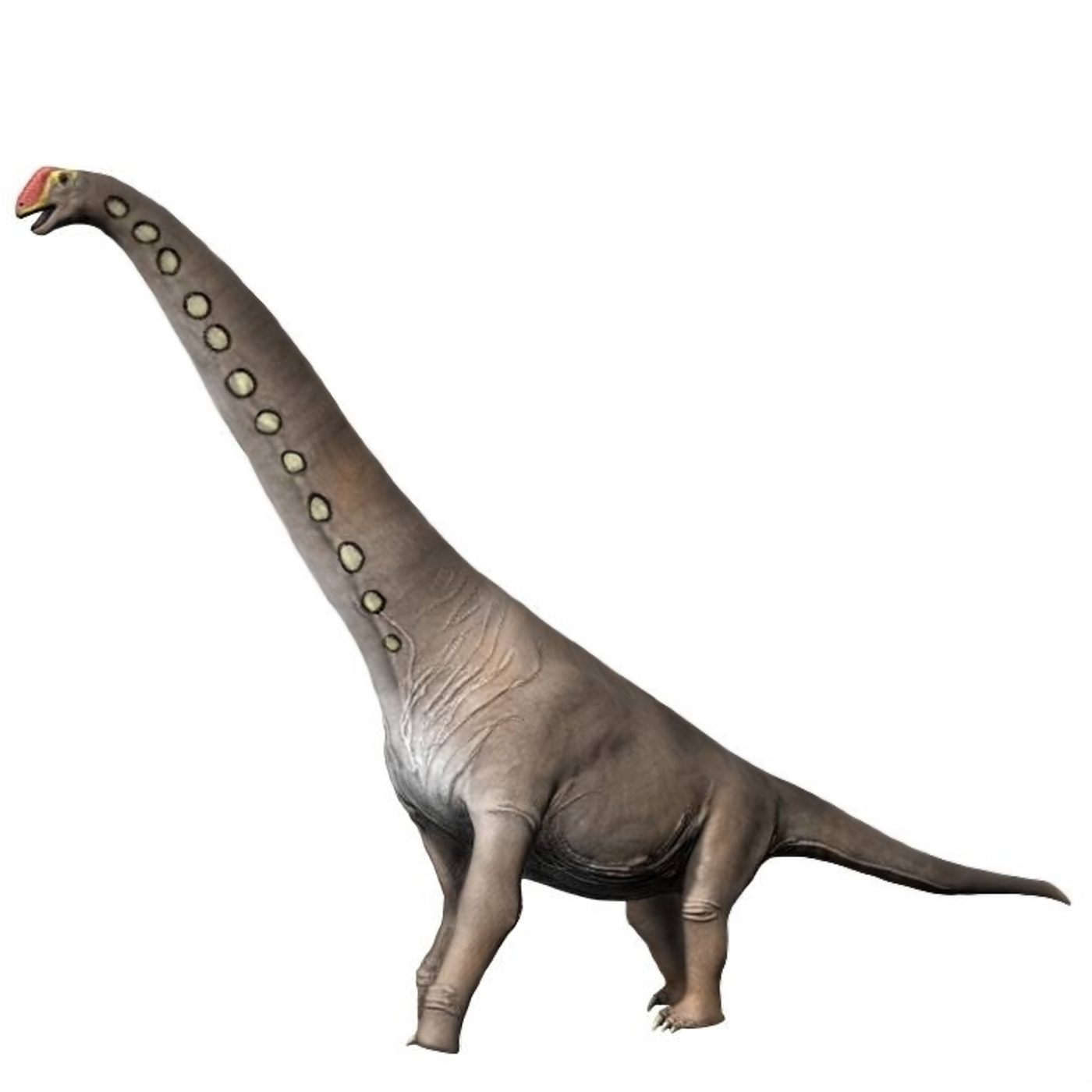 A South African Giant