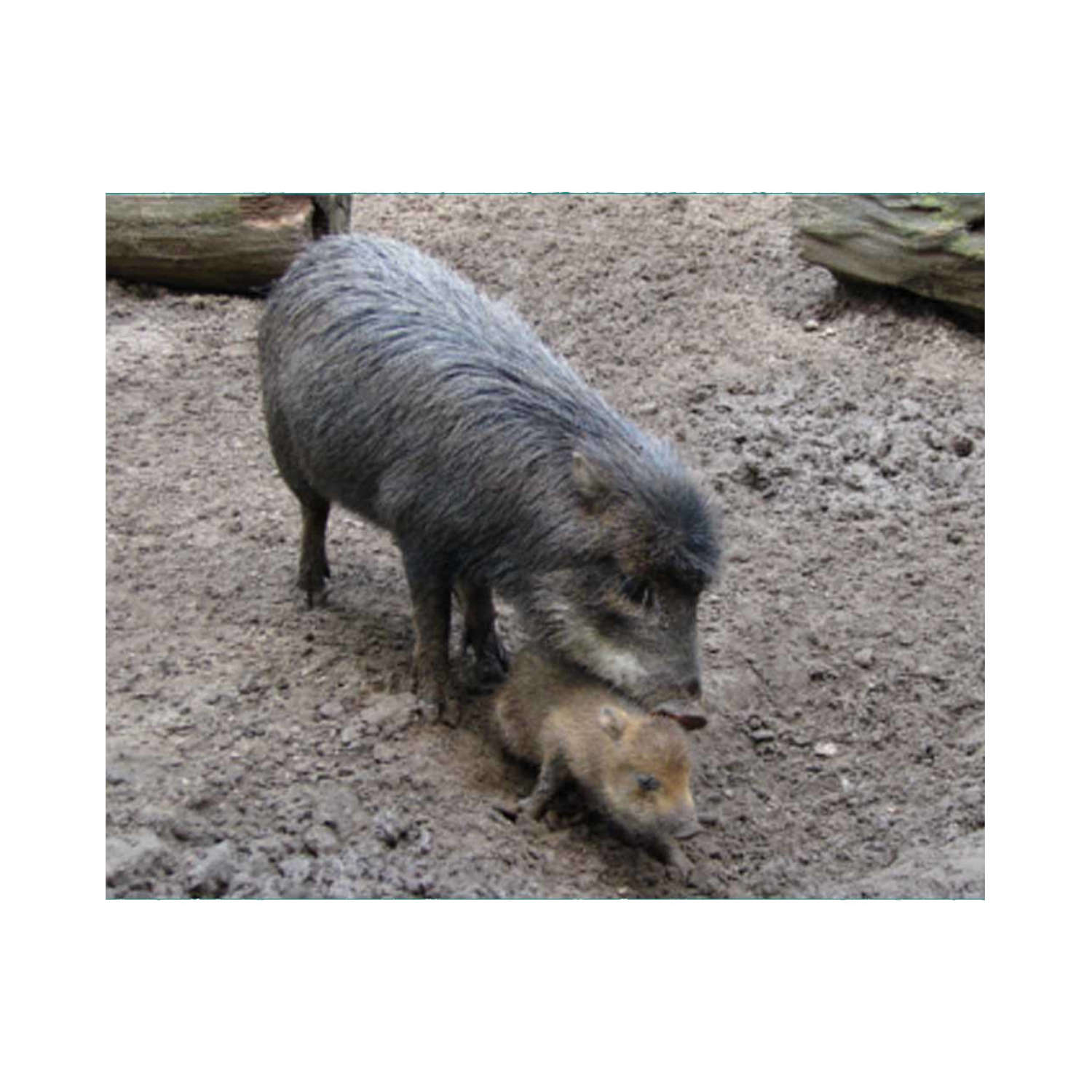 Of Pigs and Peccaries