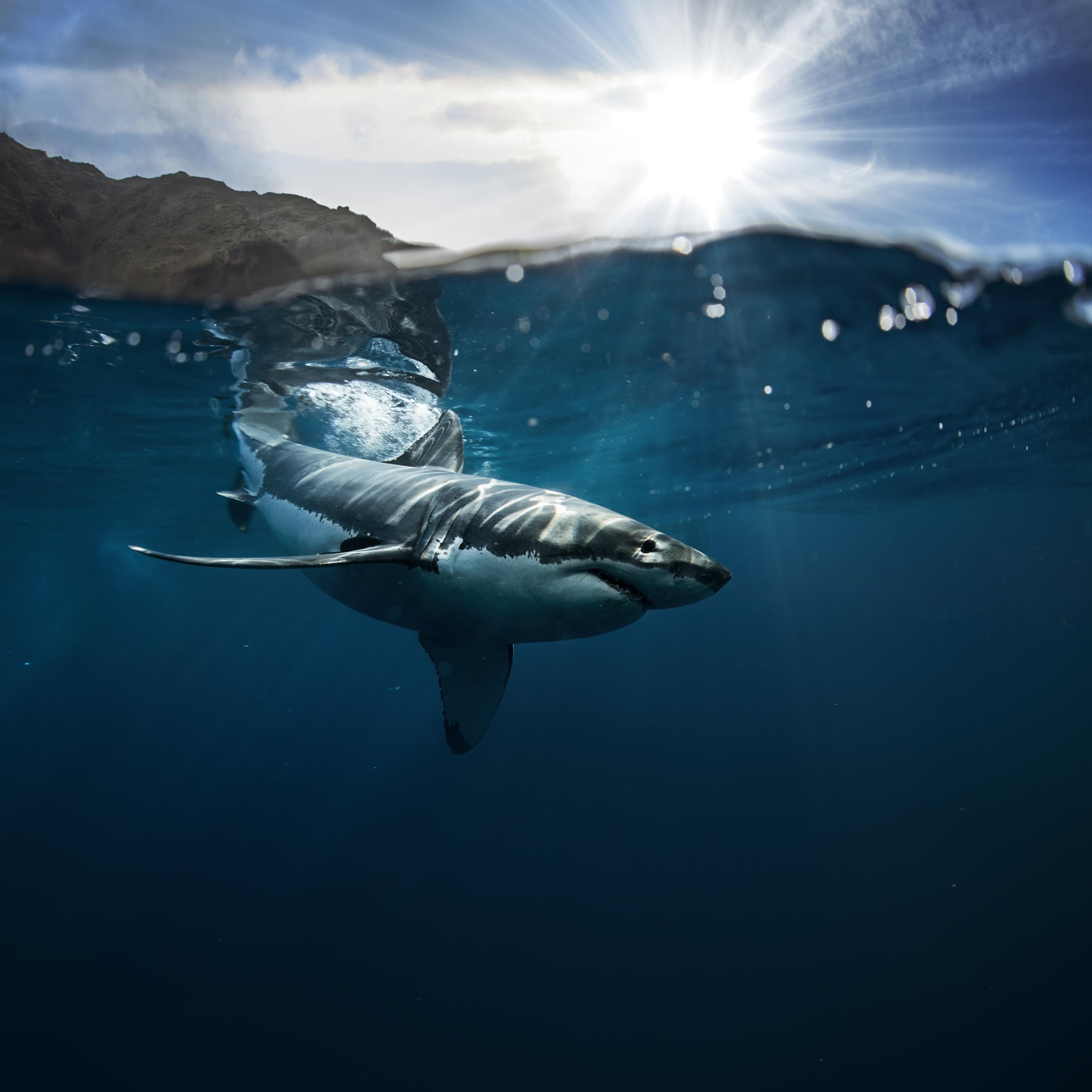 Toeing the Shark Cage