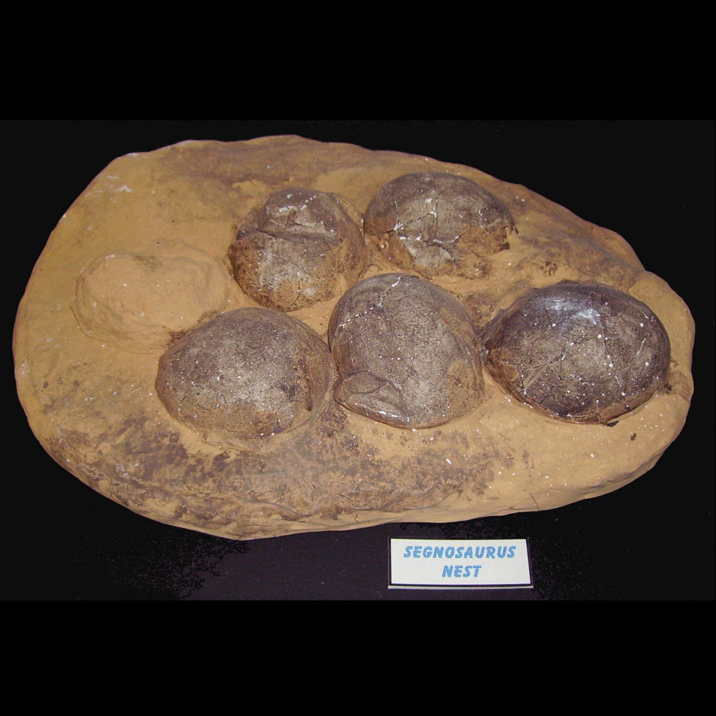 The Mystery of the Fossil Eggs