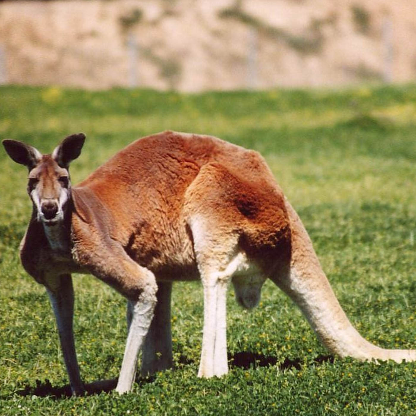 King Kangaroo