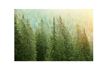 Fast Dead Tree Oil
