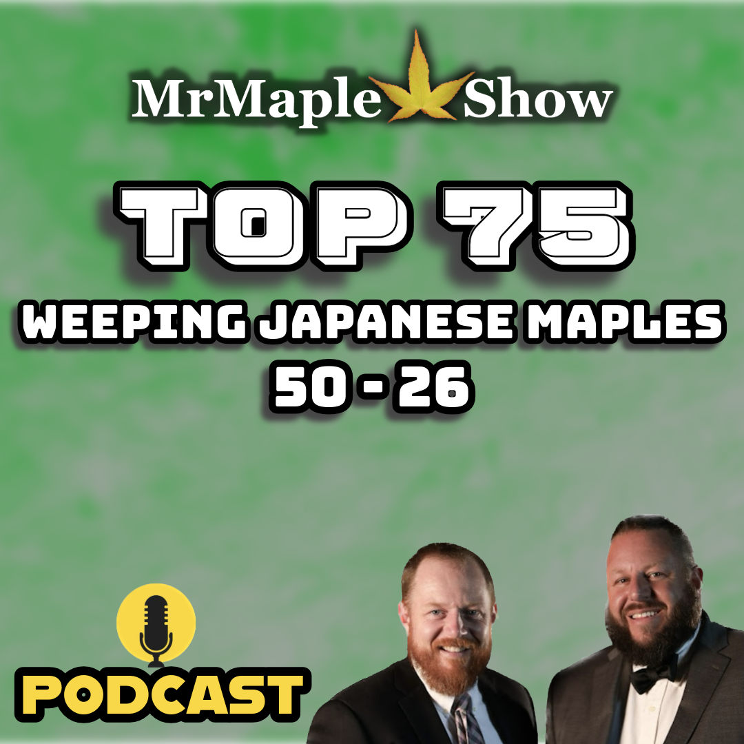 MrMaple Show