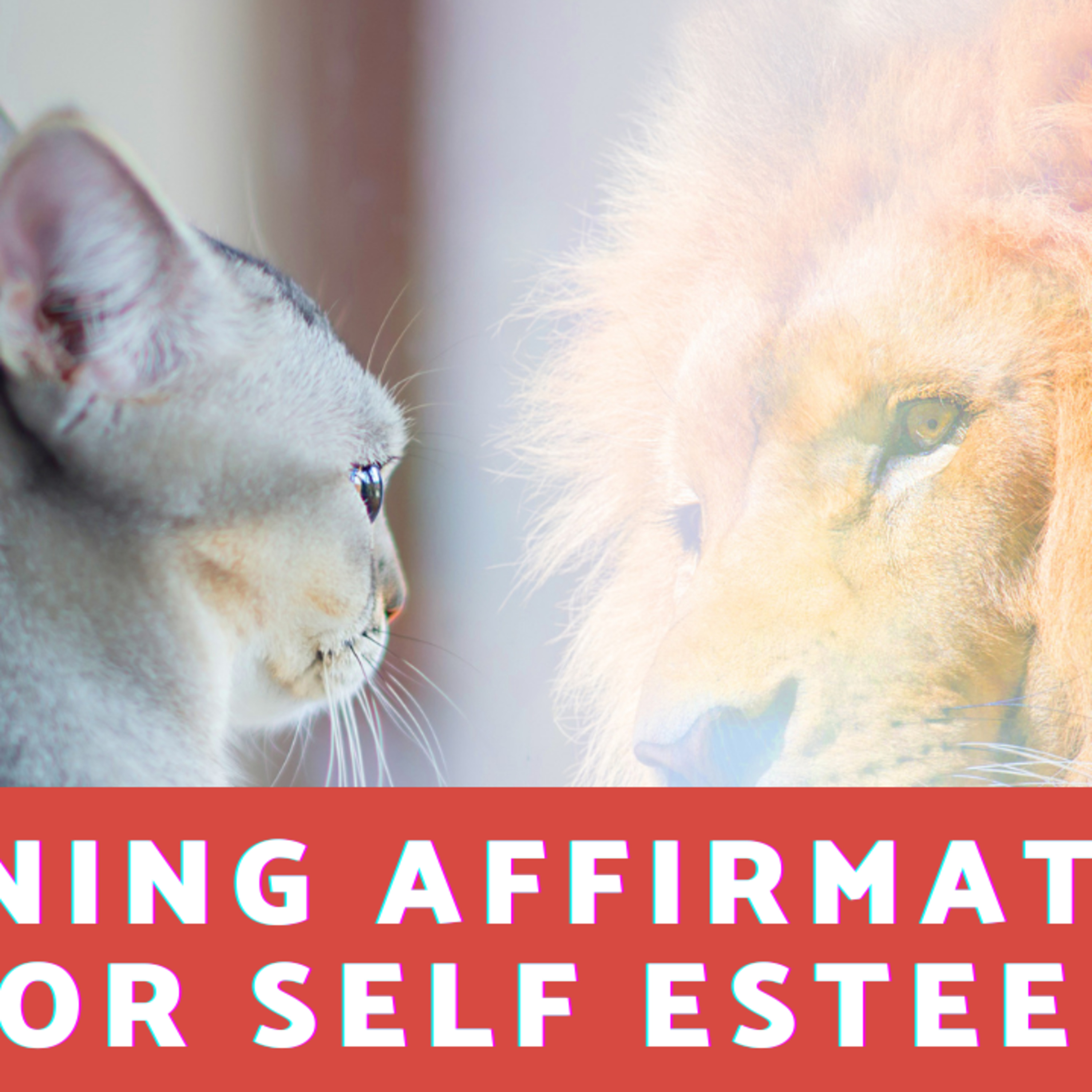 Daily Affirmations 247