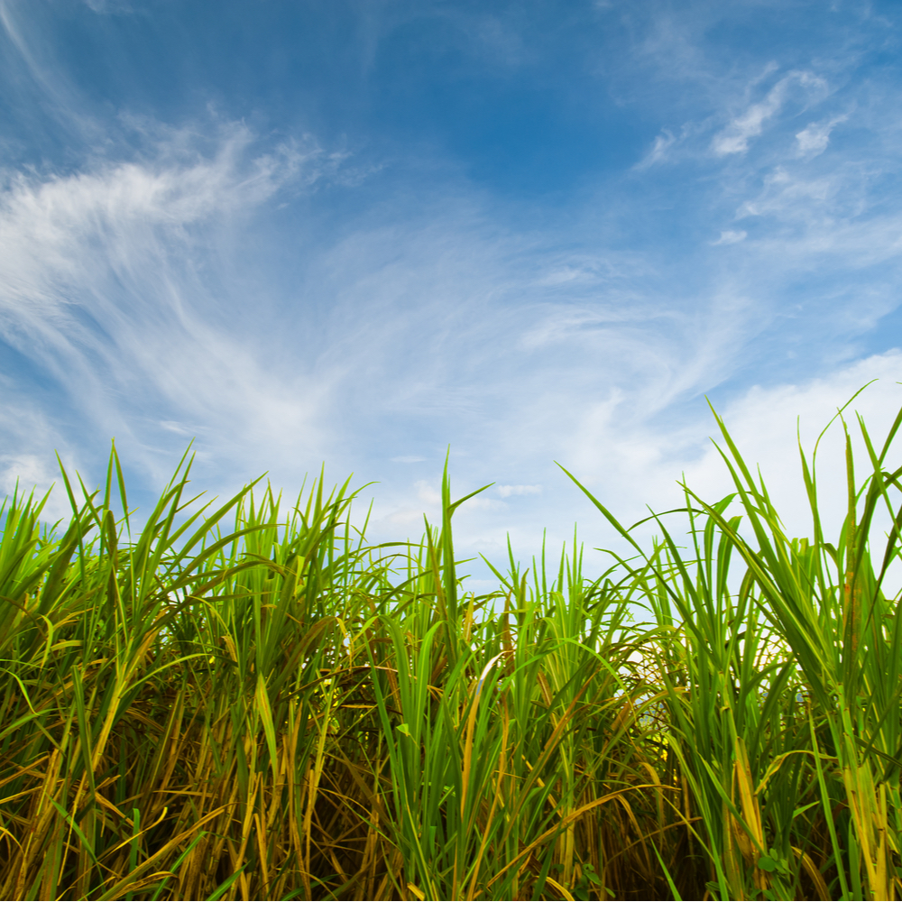 RaboResearch Agri Commodities