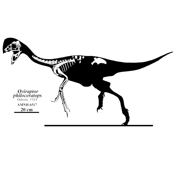 Roosting Dinosaurs