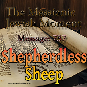 Shepherdless Sheep