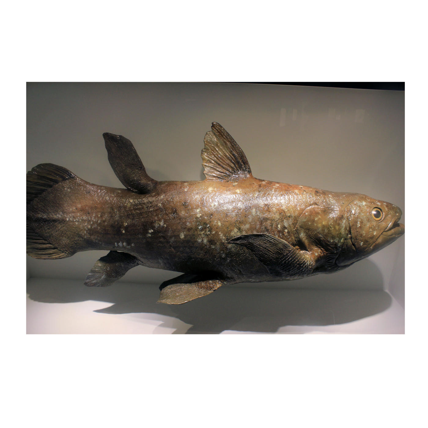 The Well-Designed Living Fossil