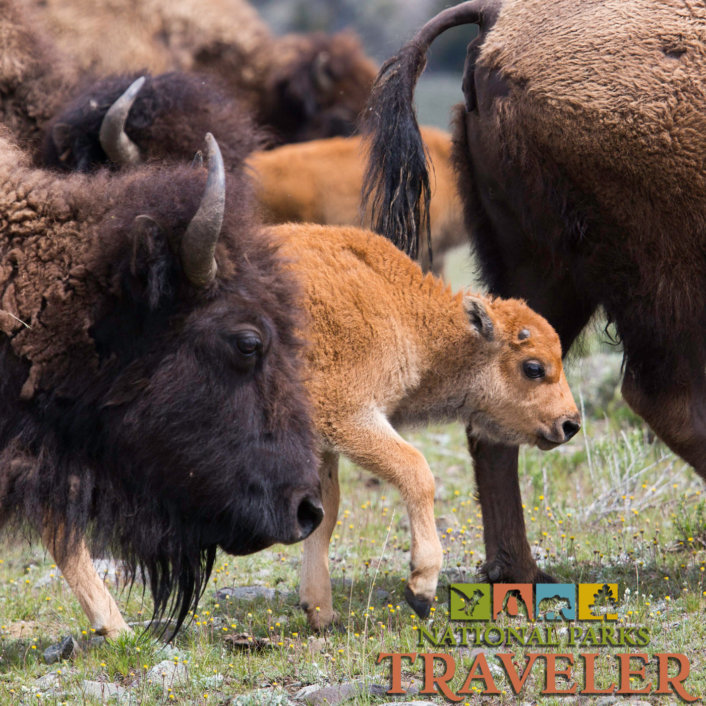 National Parks Traveler Podcast