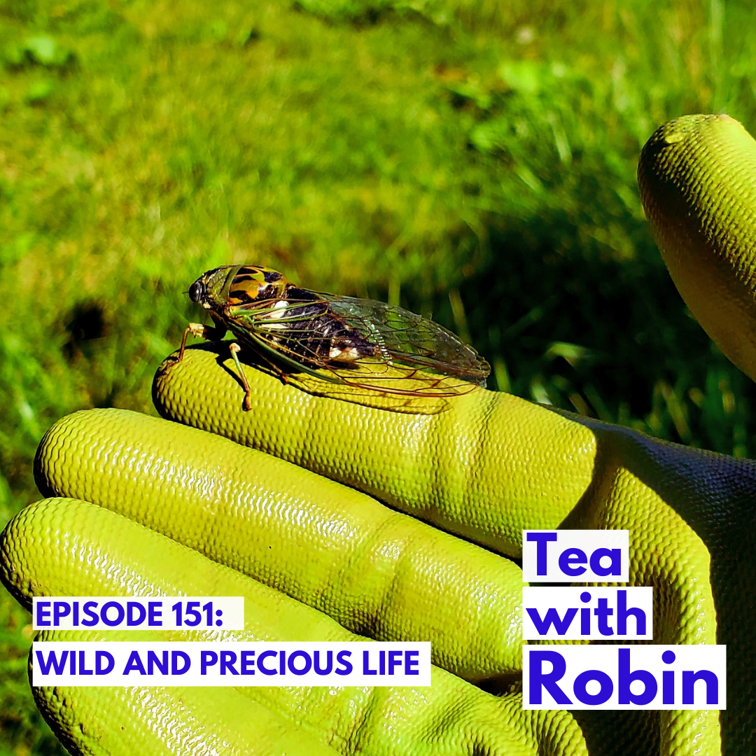 Episode 151: Your One Wild and Precious Life