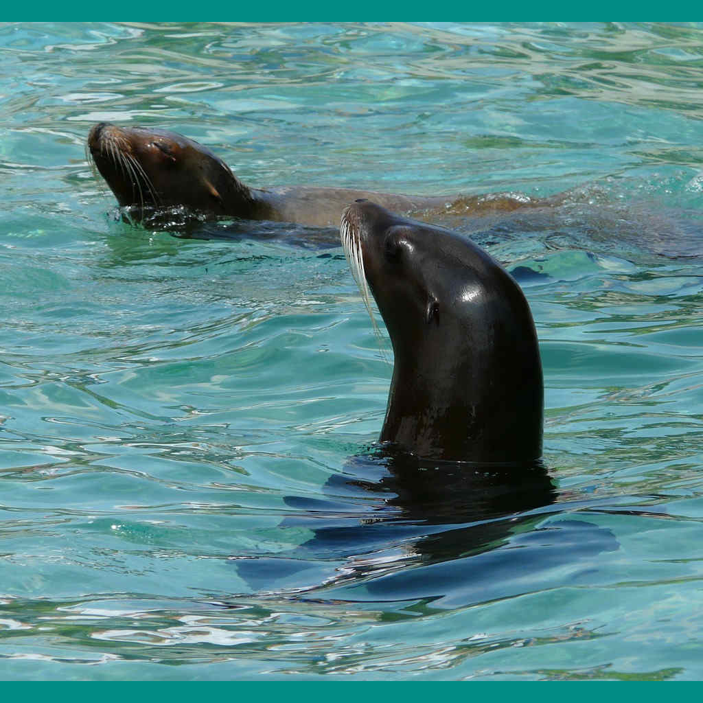 Scienctist Sea Lions