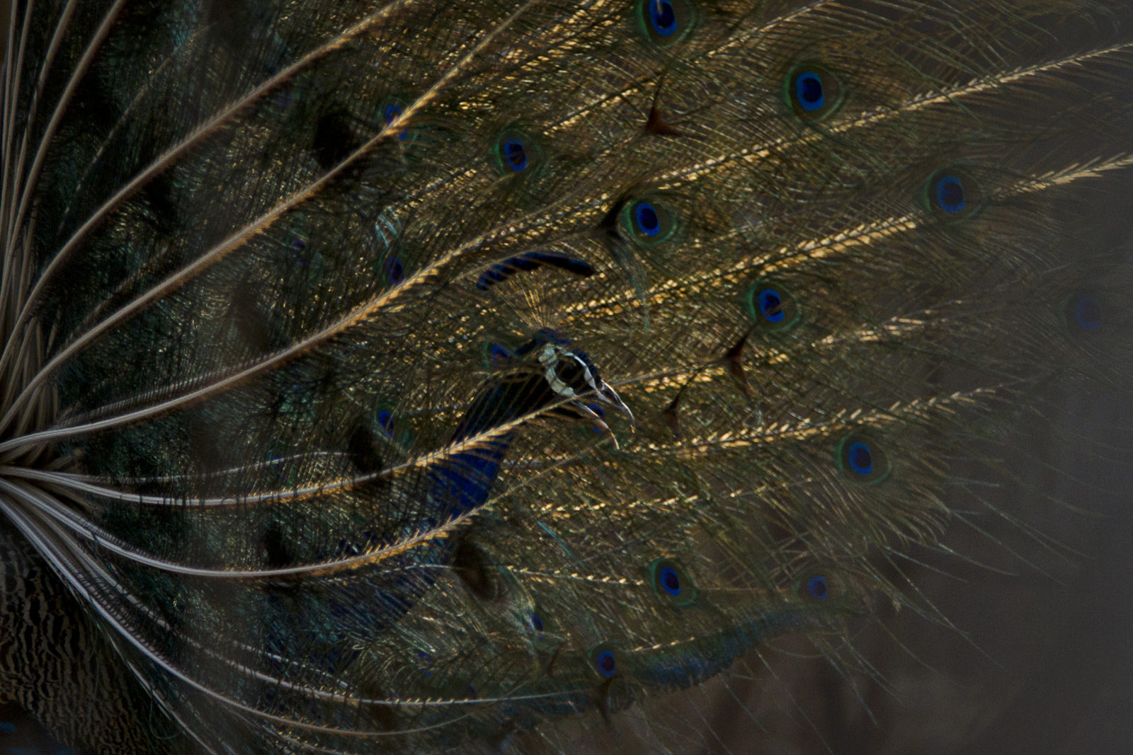 Bird Podcast with Shoba Narayan