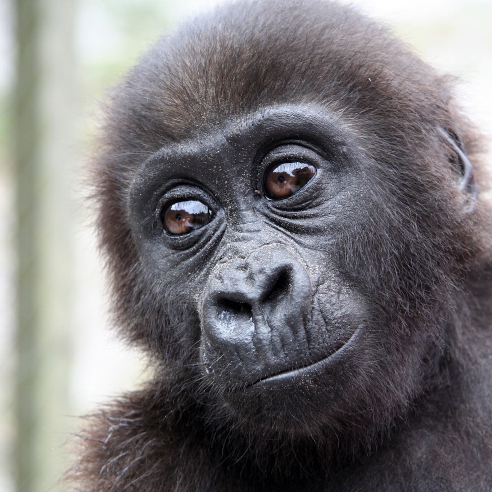 Mongabay Newscast