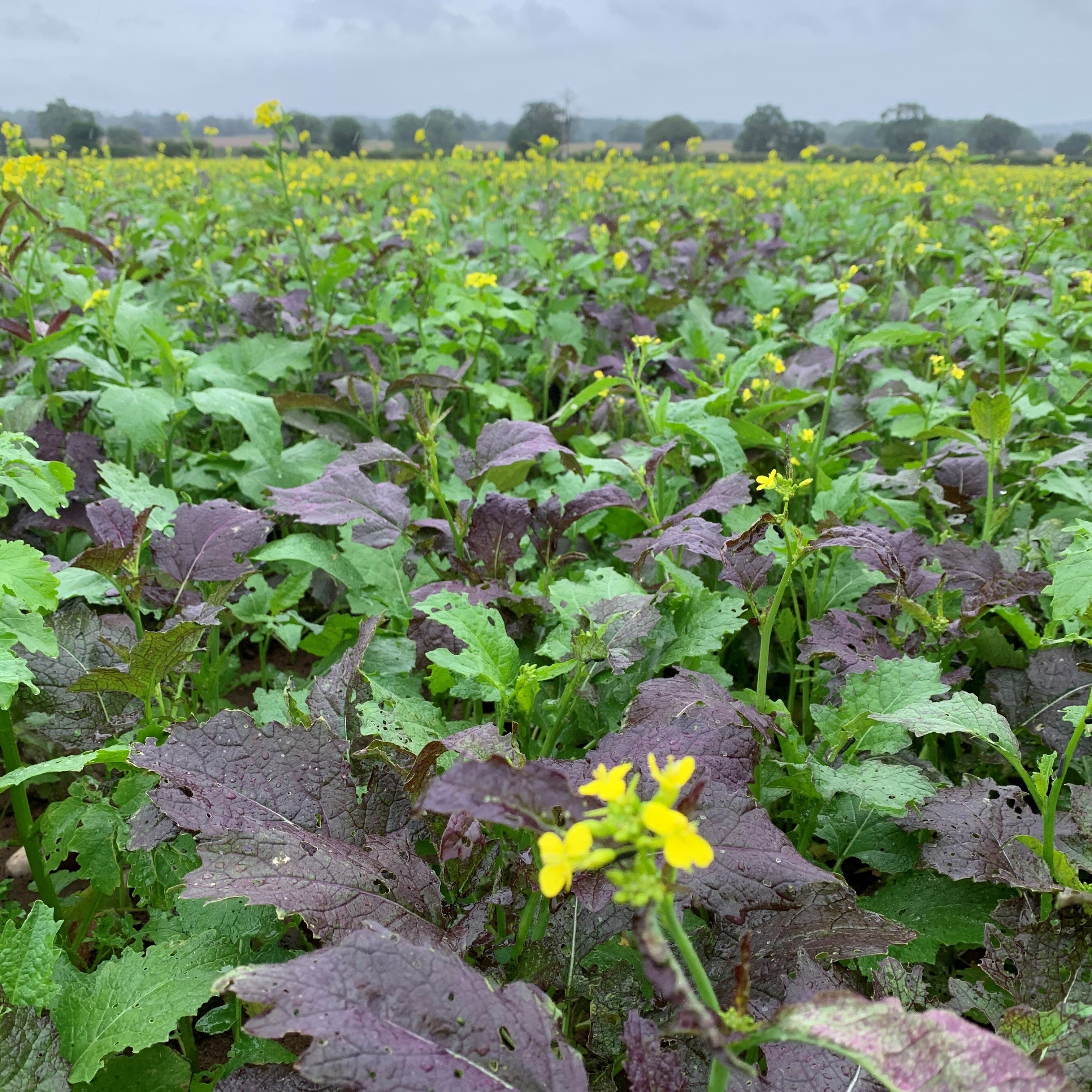 Agricology Podcast