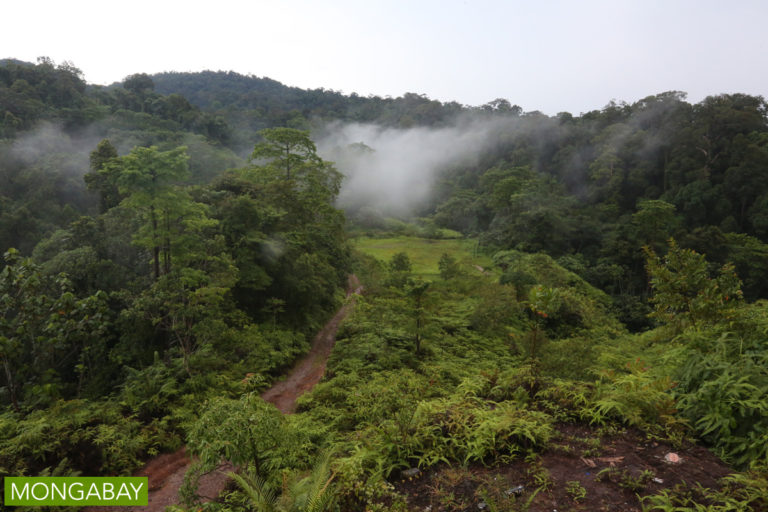 Mongabay Newscast