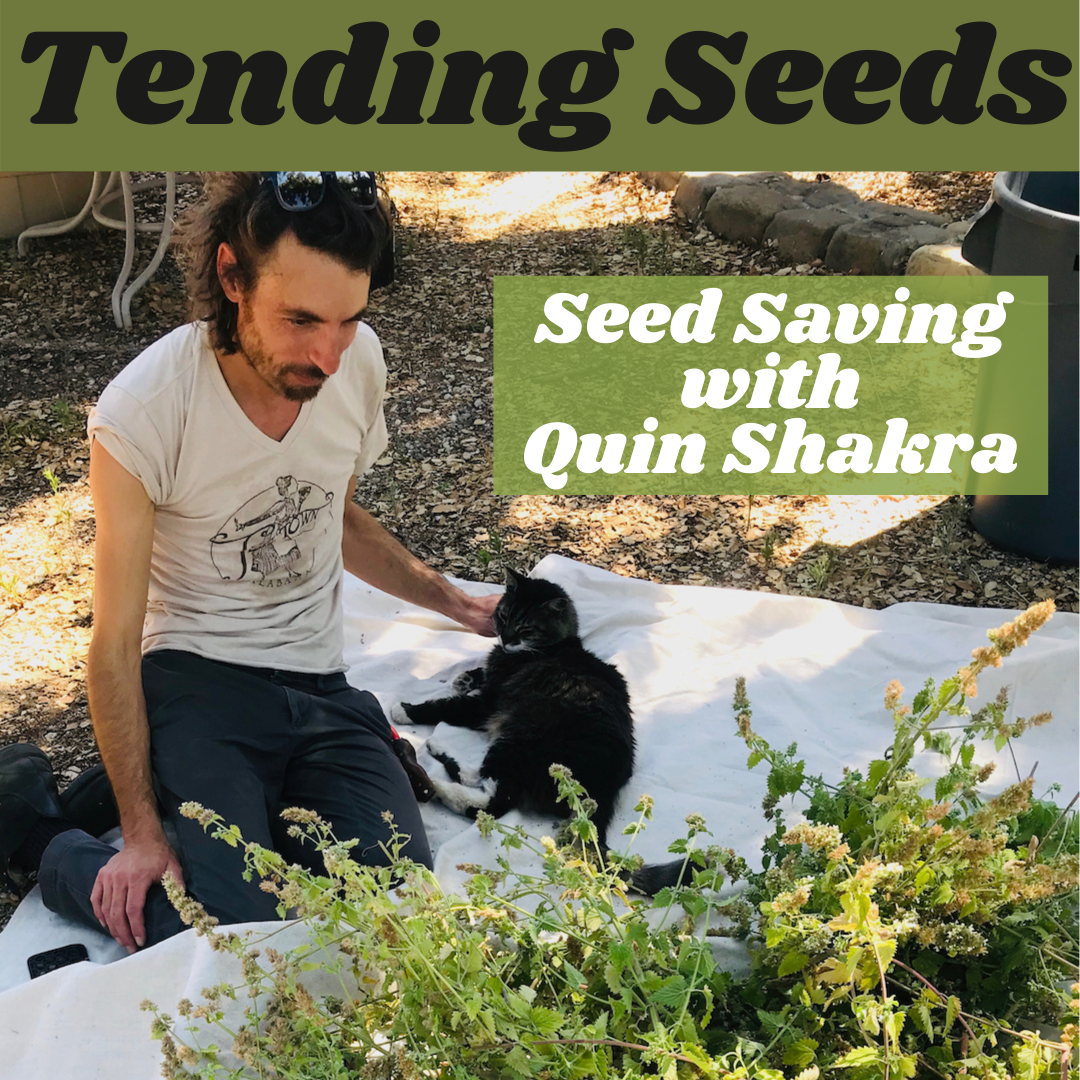 Tending Seeds: Adventures in Gardening, Homesteading, and Herbalism