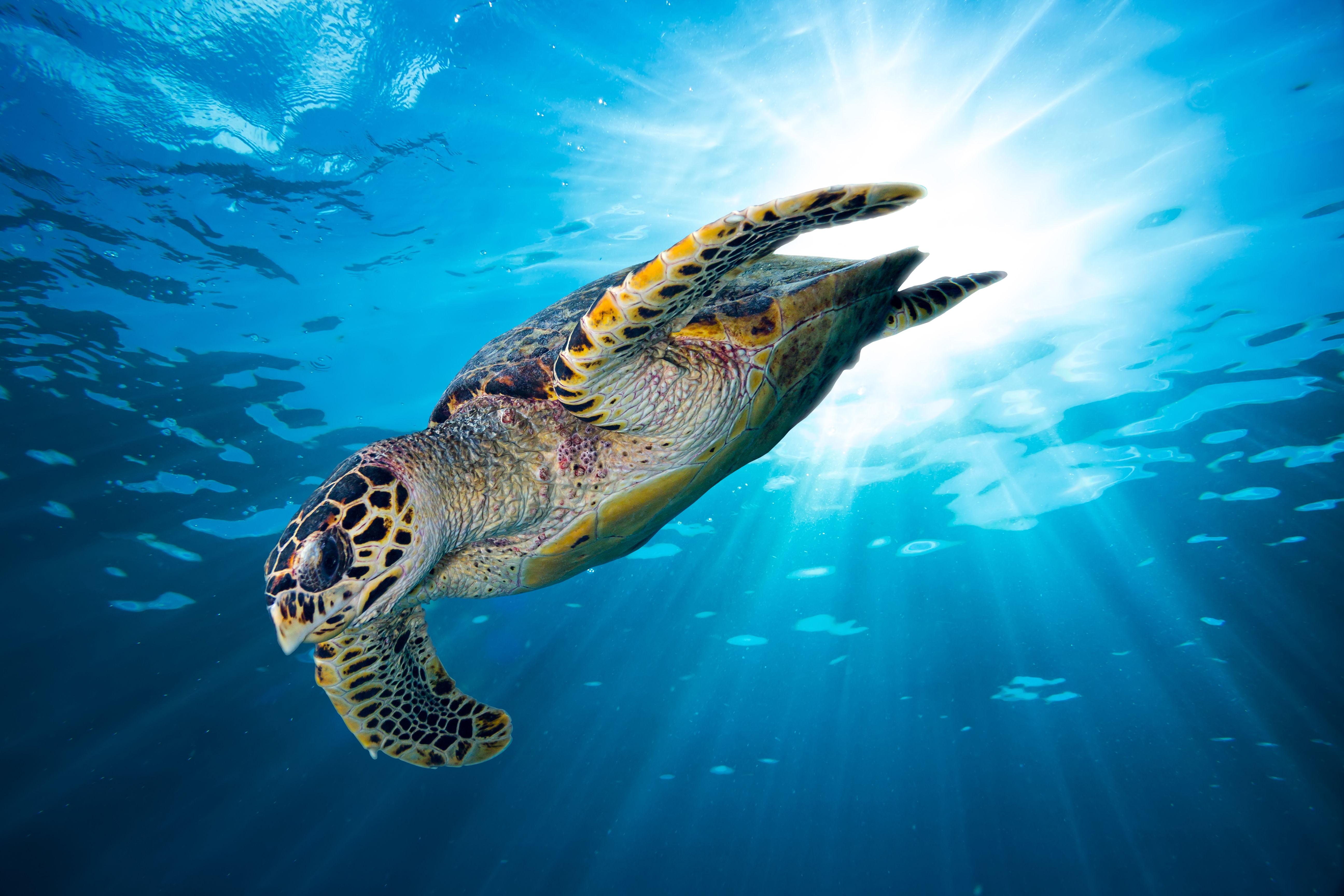 The Turtle Mirror