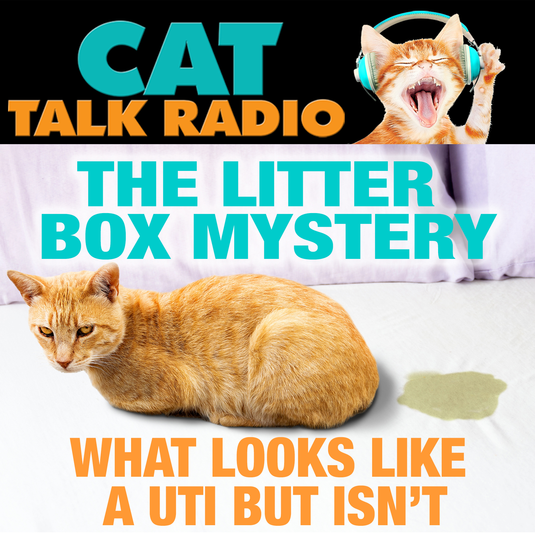 The Litter Box Mystery: What Looks Like a UTI but Isn't