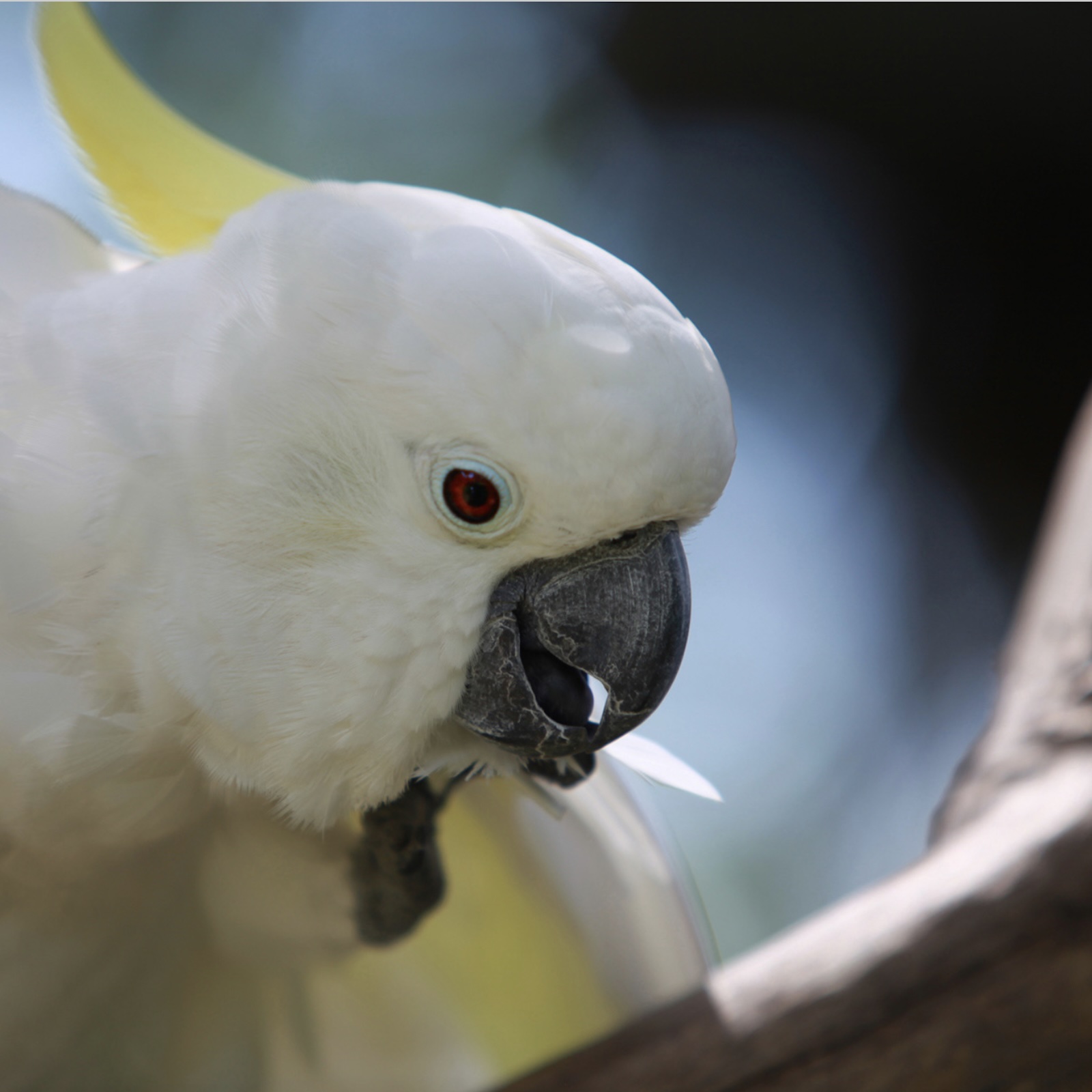 Mongabay Newscast