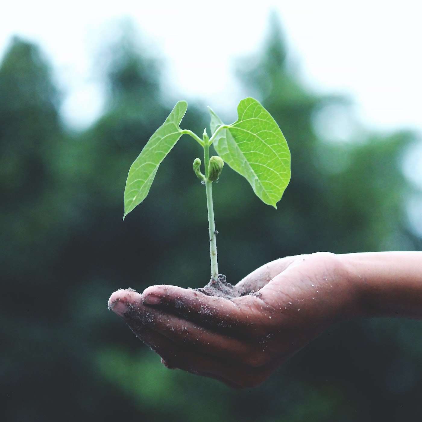 What is Spiritual Growth? (79)