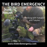 The Bird Emergency