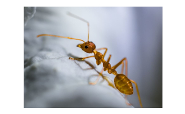 Those Amazing Ants