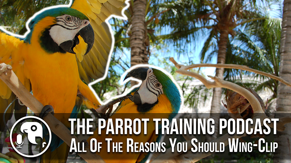 All Of The Reasons You SHOULD Wing Clip | Parrot Training Podcast Ep. 11