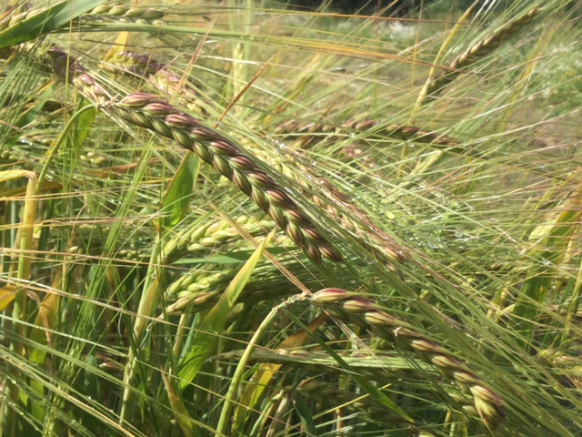 Syyskylvöisten kasvien viljelyn edellytykset, osa 1: Syysohra