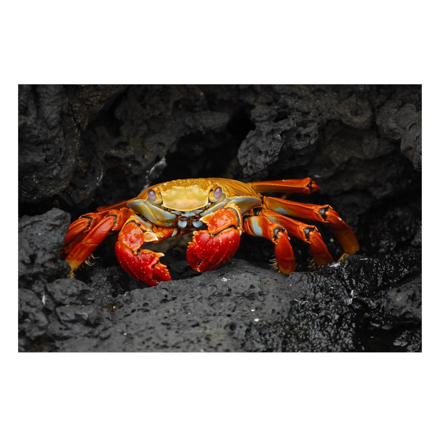 Is Your Doctor an Old Crab?