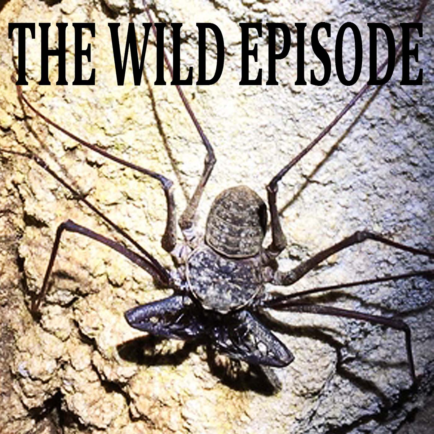 The Wild Episode