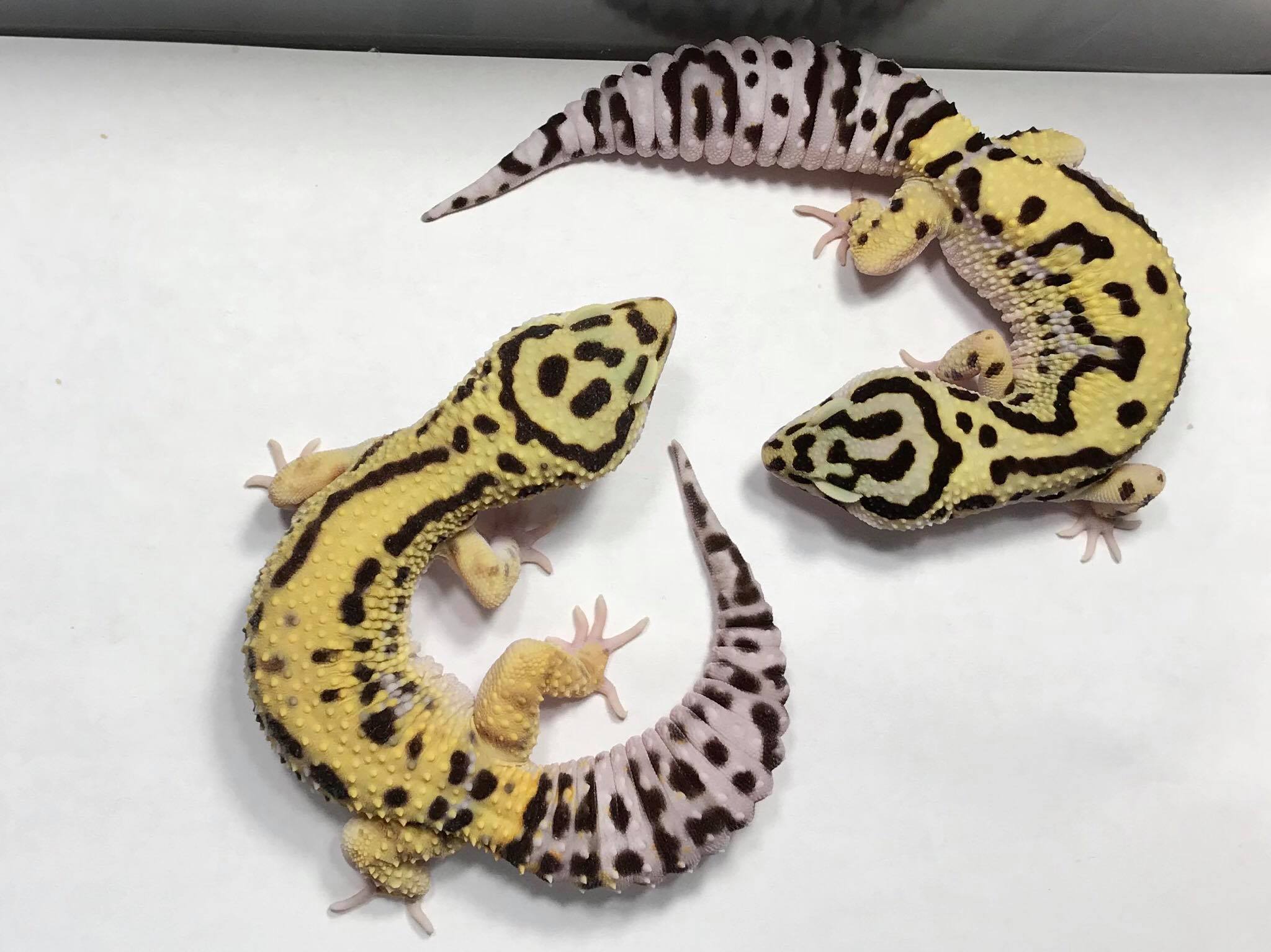 Round Table Discussion III: Leopard Gecko Success In Three Different Ways With Heidi Nielsen and Seth Hoffpauir
