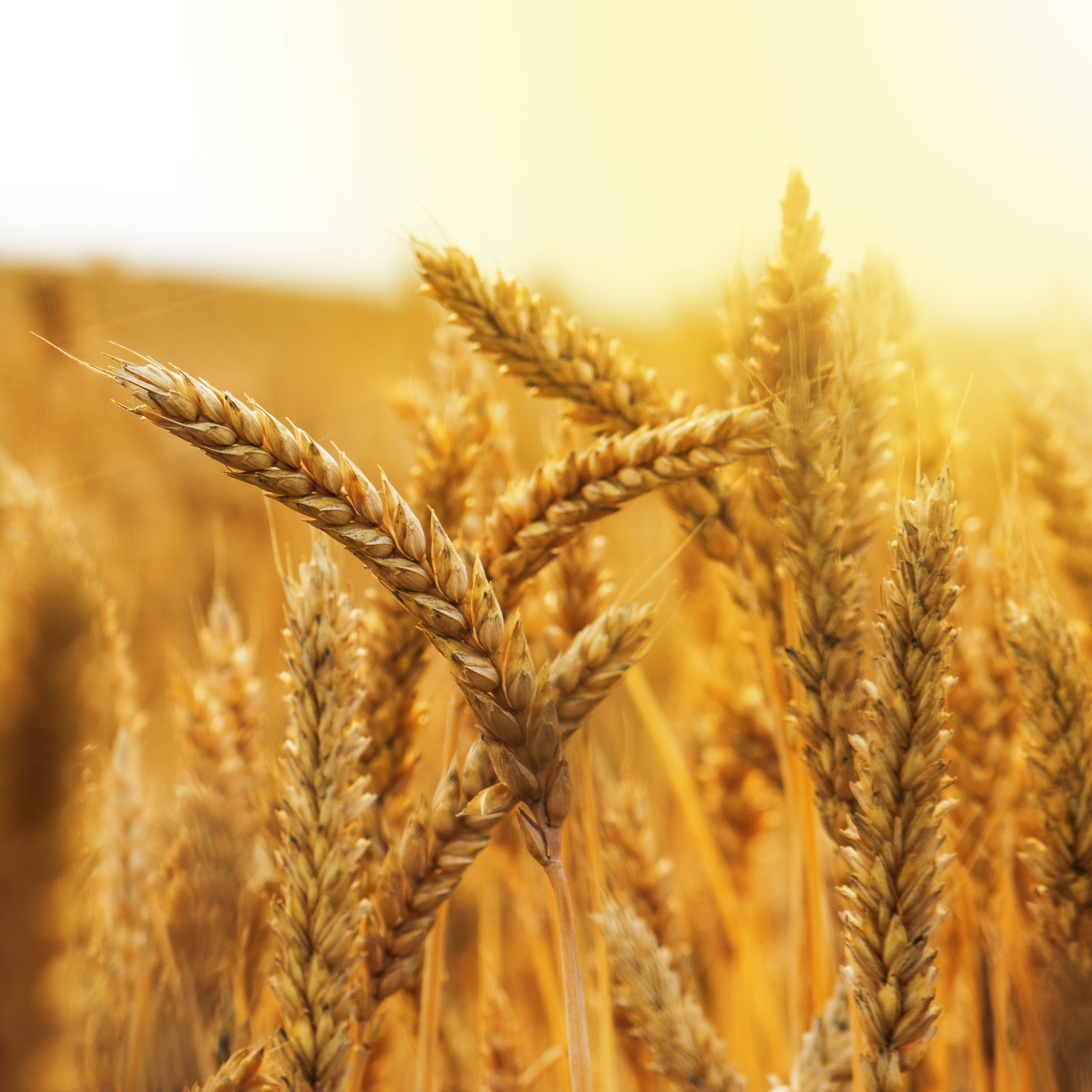RaboResearch Agri Commodities