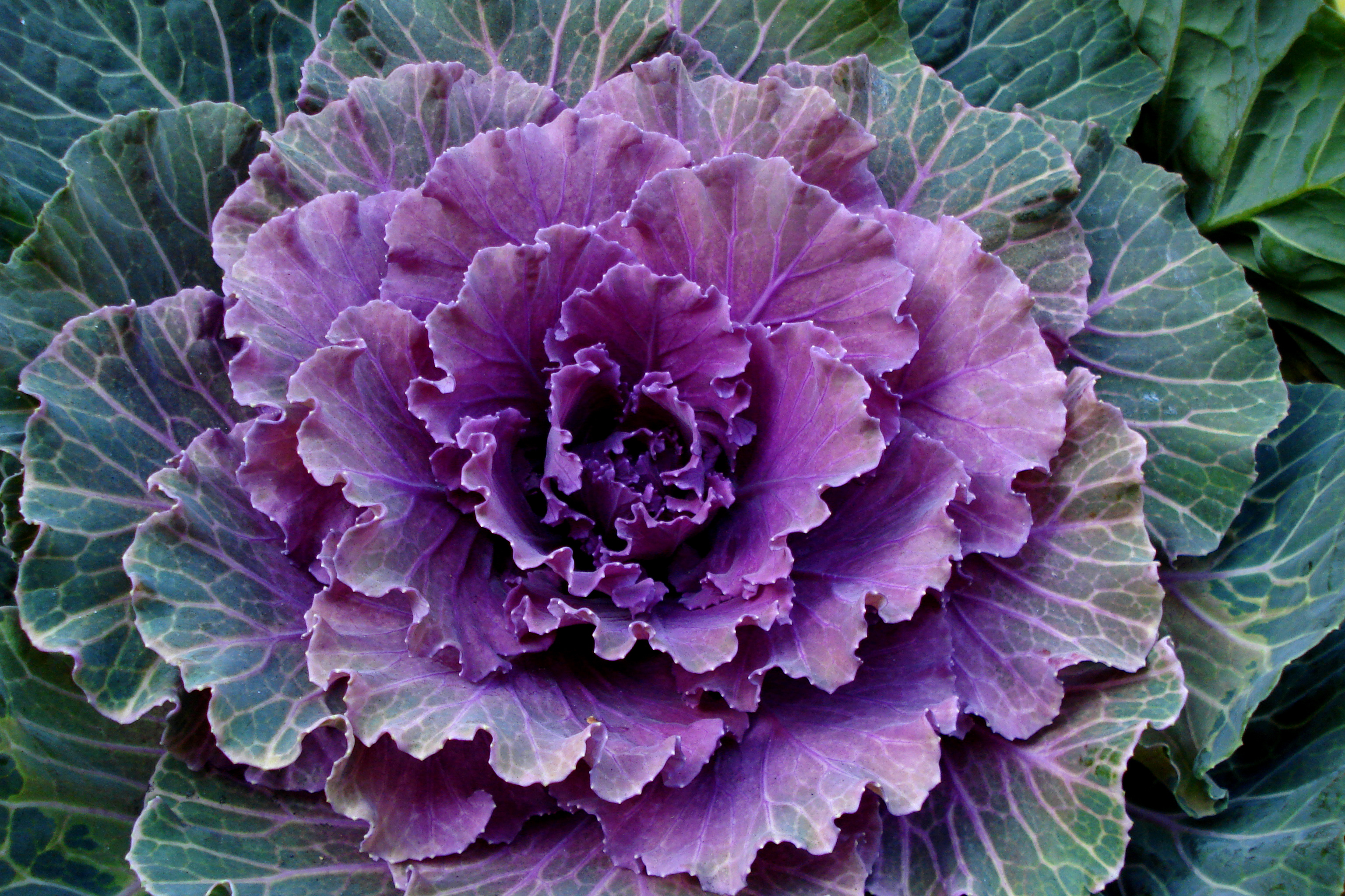 Ep. 171 What Are Brassicas and How Do You Cultivate and Cook Them?