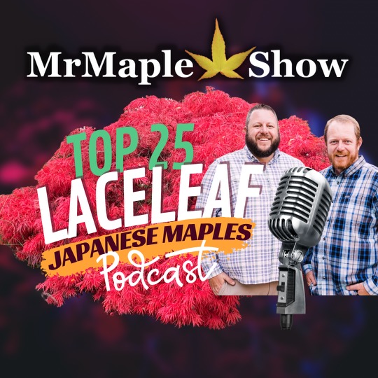 Top 25 Laceleaf Japanese Maples | MrMaple Podcast #27 | Home & Garden Design Ideas