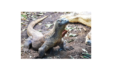 There Could Be Magic Dragons