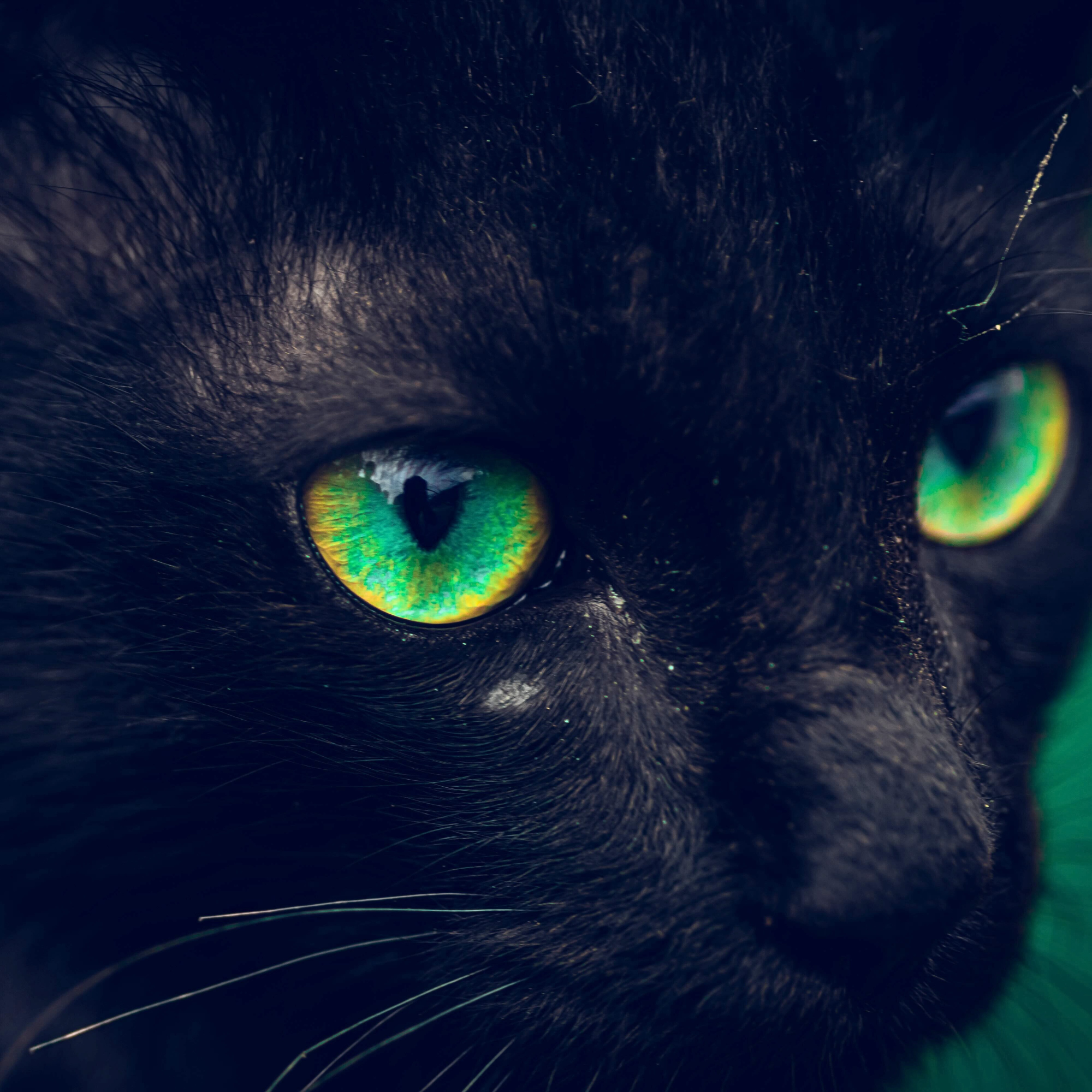 Can Cats See in the Dark?