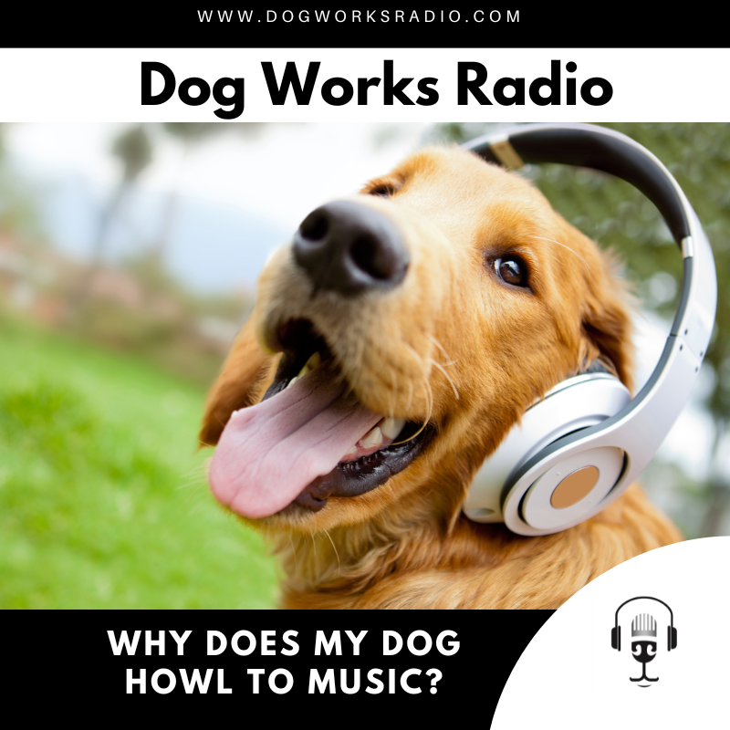 Why Does My Dog Howl to Music?