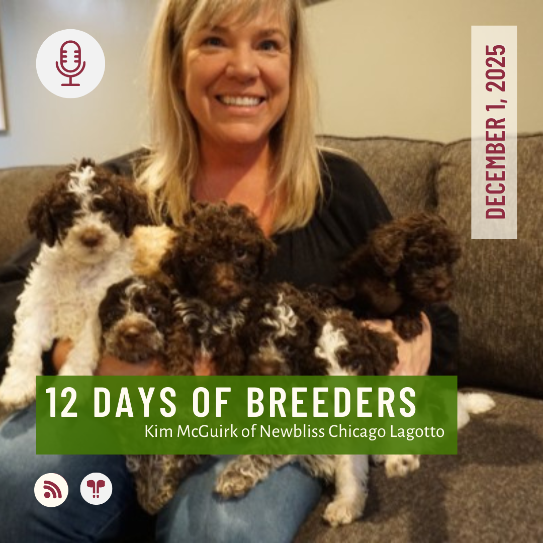 12 Days of Breeders 2025 - #1 - Kim McGuirk of Newbliss Chicago Lagotto