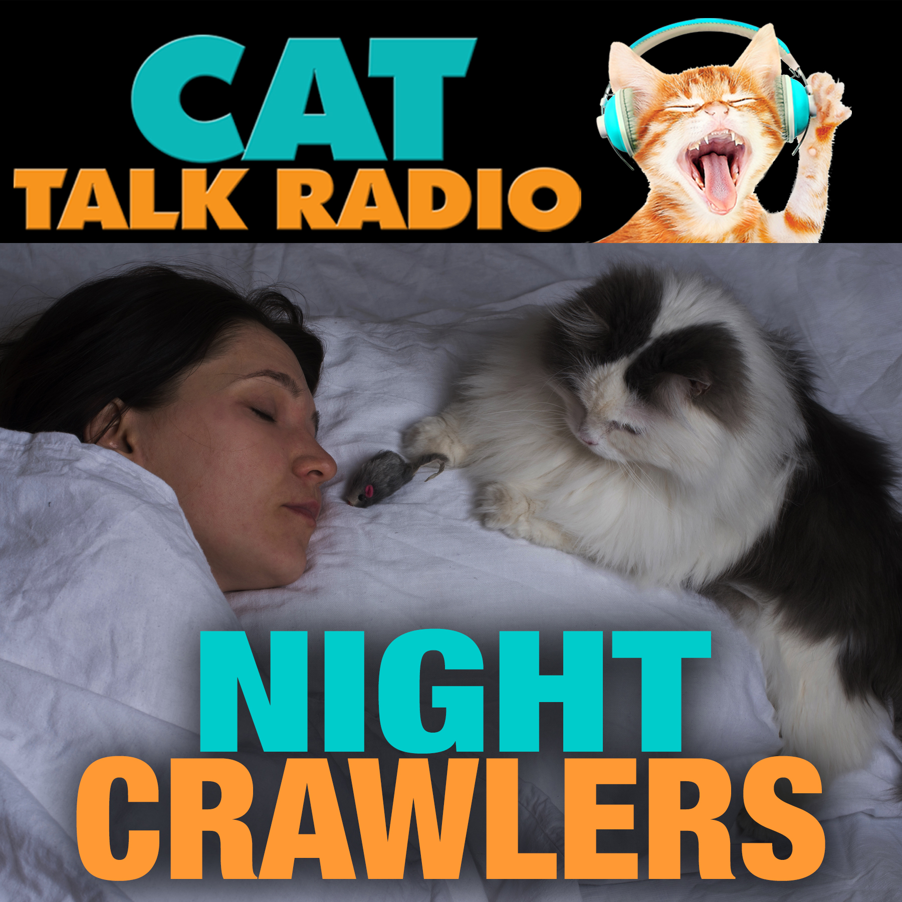 Night Crawlers: Why Cats Go Wild After Dark